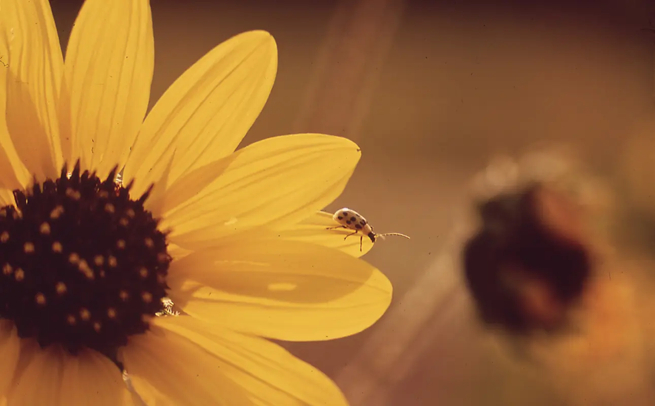 The story of sunflowers and their little visitors